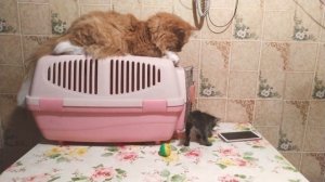 Рыжий пёс и Киса - Кисуня