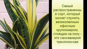 Неприхотливые растения для офиса