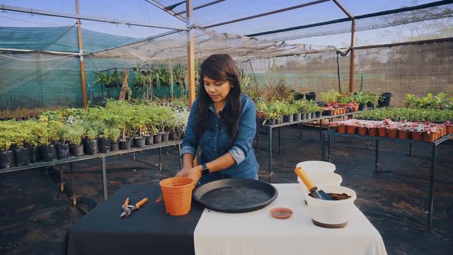 PLANT DIVISION & PROPAGATION: HOW TO PROPAGATE VIA DIVISION OF RHIZOME | AGLAONEMA RED LIPSTICK
