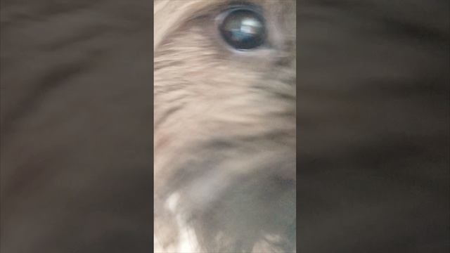 ЗАЦЕНИТЕ МЕМ ОТ МЕНЯ