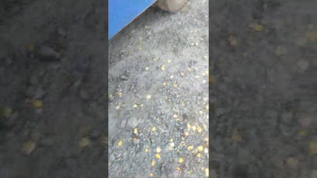 регулировка тормозов на автомобиле паз трещеткой смотреть онлайн