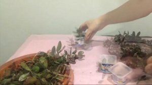 Денежное дерево. Размножение черенками