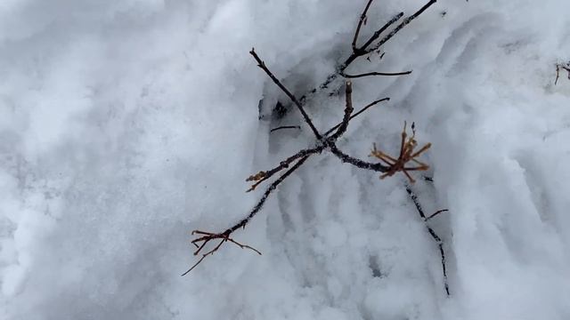 Гортензия. Черенкование. Решила попробовать размножить.