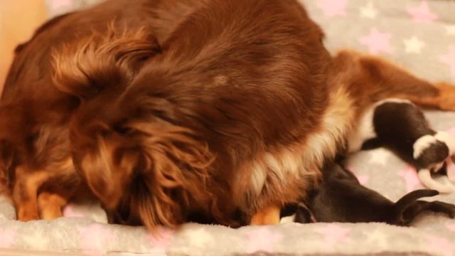 Мы Потеряли щенка... Искусственное вскармливание щенков смотреть онлайн