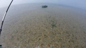 Цвет приманки. Это важно?