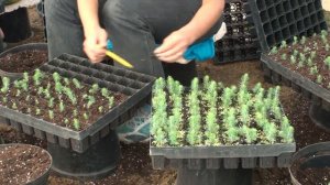 Императорский питомник,г.Казань.