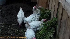 Курицы несушки с птицефабрики