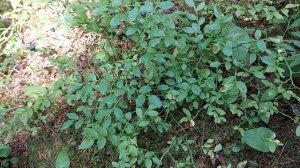 В лес за черникой! Есть ли черника в этом году? ??