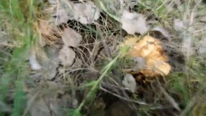 Грибы в берёзовой роще