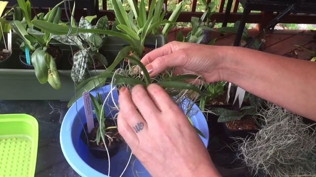 Мои ванды, ангрекум, аэрангис , ринхостилис и др в августе. Мой уход и полив орхидей. Цветение ванд смотреть онлайн