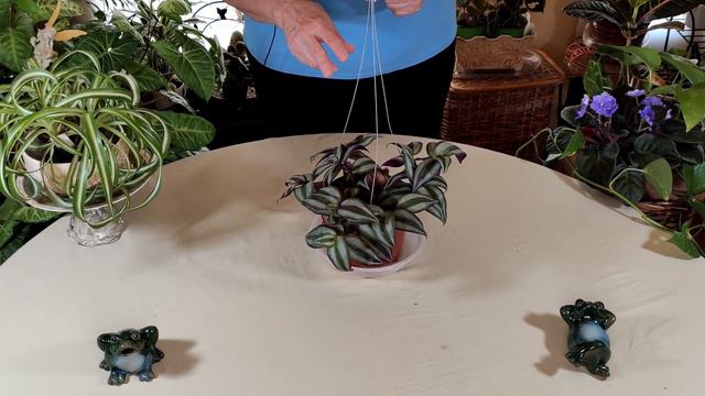 Zebrina Plant Care: What to Know