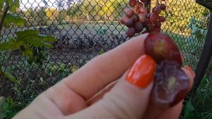 Виноград Клубничный. Необычный вкус, виноград для себя!