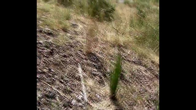 JUNCOS (Juncus) PLANTAS SILVESTRES смотреть онлайн