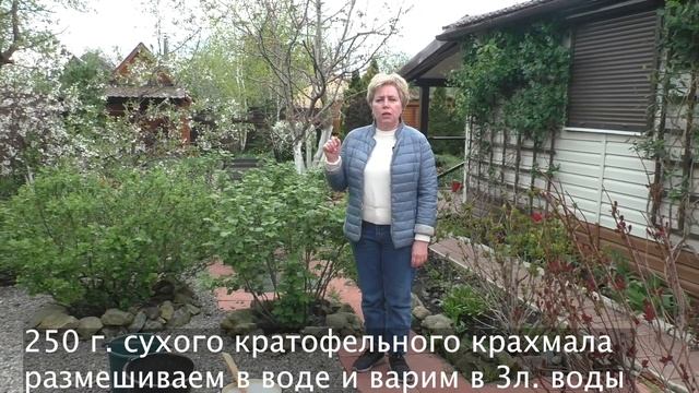 ПОДКОРМКА СМОРОДИНЫ КРАХМАЛОМ: ДА ИЛИ НЕТ?