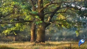 "Летний лес". Занятие по ознакомлению с окружающим миром для дошкольников.