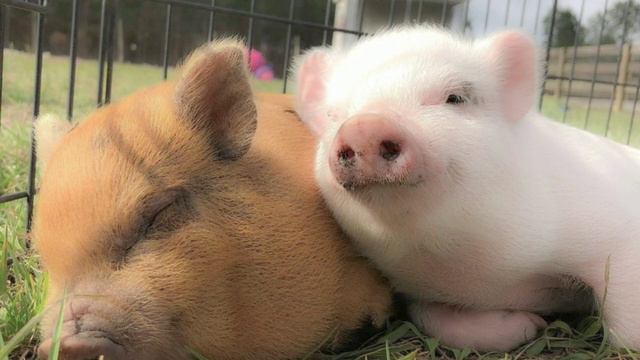 начать отношения с крашем саблиминал • start a relationship with crash subliminal смотреть онлайн