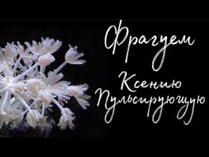 Ксения Пульсирующая (фрагование) | Морской аквариум