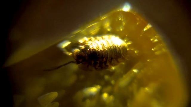 Древние насекомые в янтаре смотреть онлайн