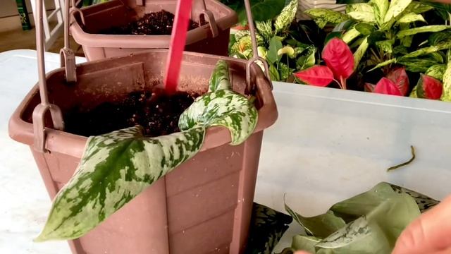 Scindapsus Pictus Care Guide+Propagation+decoration смотреть онлайн