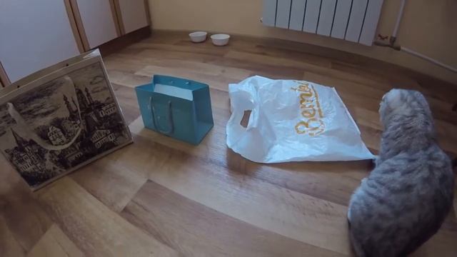 ?ЧТО ВЫБЕРЕТ КОШКА?  #1 ?Кошка в Пакете смотреть онлайн