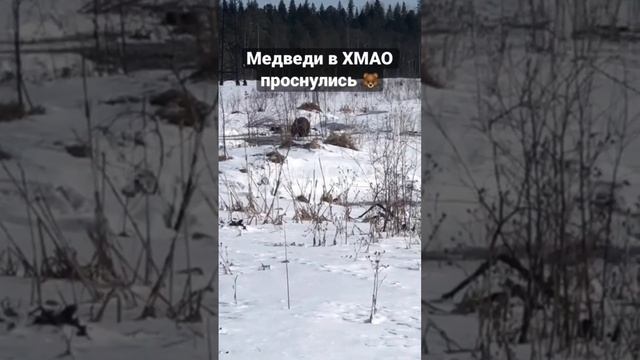 В Югре проснулись медведи