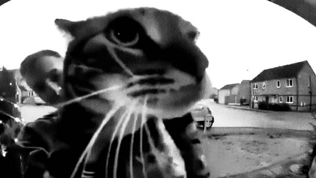 Кот НЕ мяукнул в камеру... смотреть онлайн