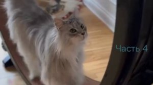 САМЫЕ СМЕШНЫЕ КОТЫ 4 | КОТЯРА