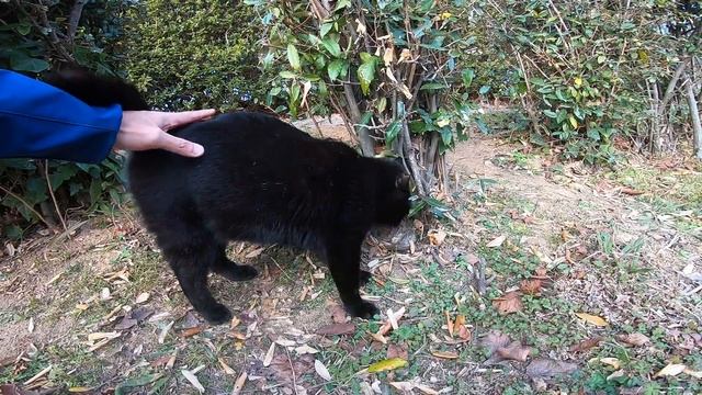 公園の野良猫の黒猫ちゃん、顔見たらゴロゴロ甘えてきます。 смотреть онлайн