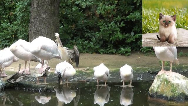Розовый пеликан - Pelecanus onocrotalus.mp4