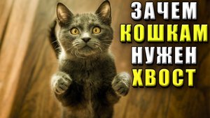 Зачем кошкам нужен хвост