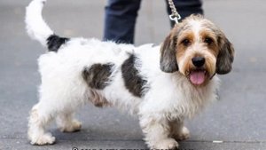 Вандейский бассет гриффон: малый и большой