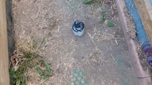 Как БОРОТЬСЯ с БЕЛОКРЫЛКОЙ и др. ВРЕДИТЕЛЯМИ в ТЕПЛИЦЕ? ТопСад