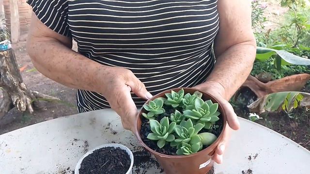 Echeveria Gilva como fazer o replante,com dicas simples смотреть онлайн