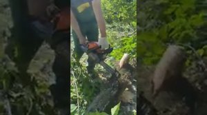 Бензопила ZimAni 450 в работе
