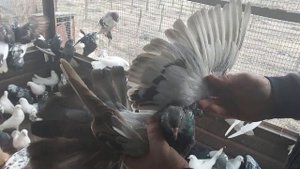 Николаевские голуби Славянский р-н с.Маячка 2 часть,голуби на племя