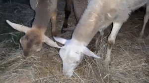 Катумские овцы. Как привезти племенных животных в свое хозяйство