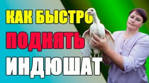 Как быстро поднять индюшат. Содержание и кормление.