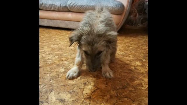 Его не замечали в обычной, грязной коробке... смотреть онлайн