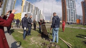 Посадка деревьев в ЖК "Шуваловский"