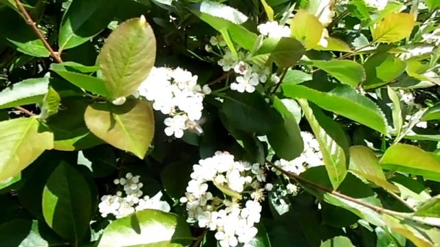 Чёрной рябины цветенье смотреть онлайн