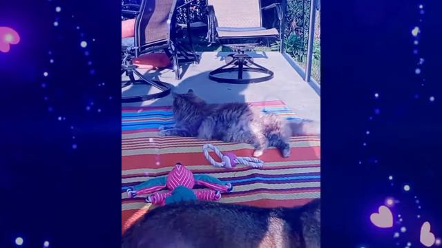 Ashley Girl is a Maine Coon,  Bristol is a Shiba Inu. смотреть онлайн