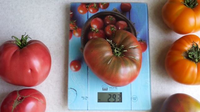 Томат Медвежий ручей (Bear Creek).  Чудо цвета! смотреть онлайн