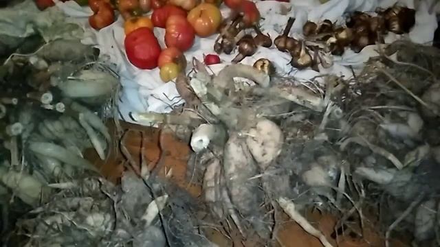 Убираю Георгины на хранение до весны! смотреть онлайн