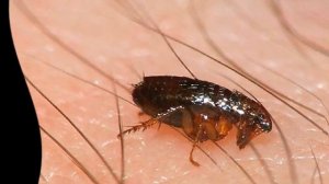Как избавиться от блох