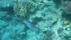 Ras Muhammad National Park /Рас- Мухаммед 5