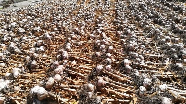 ЧЕСНОК НА ЗИМУ и КОГДА НУЖНО УБИРАТЬ ЧЕСНОК С ГРЯДКИ для хорошего ХРАНЕНИЯ. Супер большой чеснок!