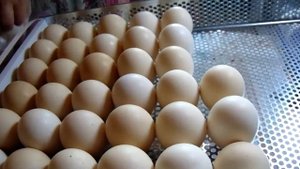 Инкубатор "ово"-78, инкубация бройлера кобб-700...