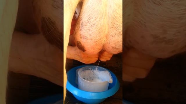 БЭЛЛА. 8ми литровая коза. смотреть онлайн