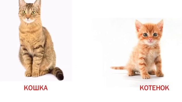 Изучаем лексическую тему "Домашние животные и их детёныши" смотреть онлайн