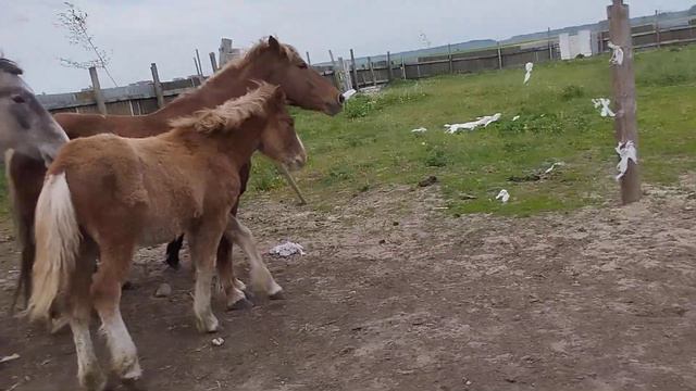 Жеребец взбесился смотреть онлайн